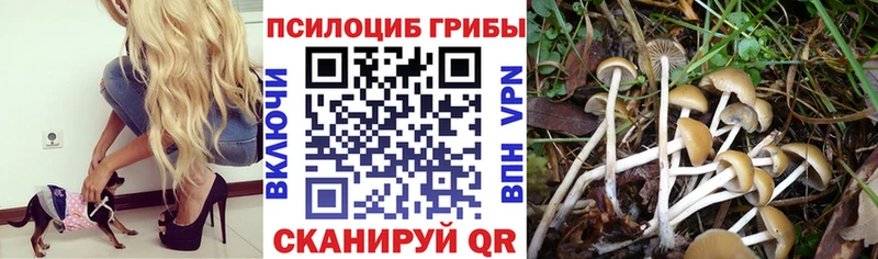 Галлюциногенные грибы GOLDEN TEACHER кракен ONION Лабинск